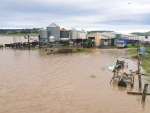 Tropical Cyclone Debbie caused damage to dairy farms in NSW and Queensland.