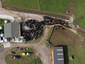 On most dairy farms, the highest electricity demands occur in the morning and afternoon milkings.