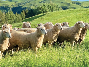 B+LNZ is urging farmers to use its free online tool, nProve, to help them find the rams that best meet their breeding goals.