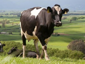 Dairy’s $17b contribution to NZ economy