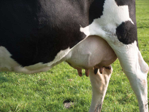 Minerals play a direct role in udder recovery.