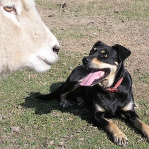 Dose dogs for sheep measles or leave them at home.