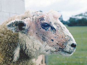 The clinical signs of FE are obvious, but it is generally accepted that for every obvious clinically-affected animal, ten others will have sub-clinical effects.