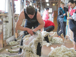 Last year 755 work-related injuries occurred during wool  harvesting – resulting in 9300 working days lost.