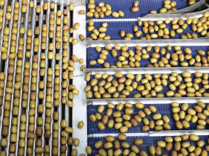 Seeka Posts Record $62m Profit as Zespri Lifts 2026 Forecast