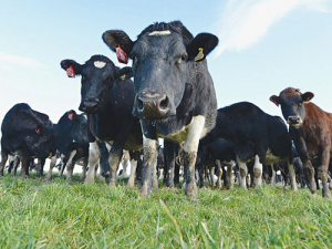A second farm in the North Island has tested positive with Mycoplasma bovis. 