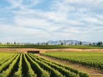 Market Focus: The continued rise of Marlborough Sauvignon Blanc