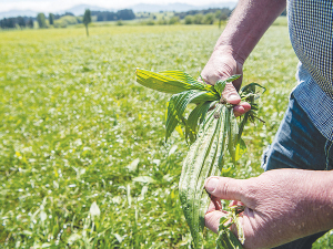 Plantain 'still a winner' in nitrogen loss battle