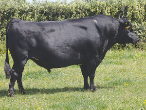 KiwiCross artificial breeding bull, Priests Sierra, has been inducted into LIC’s Hall of Fame for his significant contribution to New Zealand’s dairy industry.