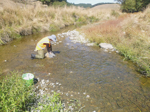 Surveys do not indicate any consistent patterns or significant adverse effects of the consented discharge on the freshwater communities of the Kakahu River.