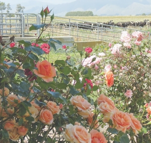 Mentors can see family farm to next level