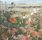 Mentors can see family farm to next level