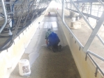 Winter period before calving is the ideal time to restore concrete floors in the shed.