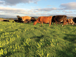 DairyNZ plantain trials cut nitrate leaching by 26%