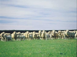 Mangarata Farm is looking at gains from producing more quality finishing lambs.