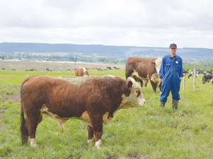 Farm manager Ian Fraser says using all bulls for mating cows is going well.