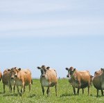 High country brings feed challenges