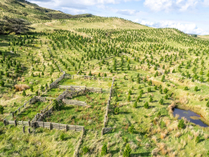 Bill doesn’t adequately protect productive farmland – B+LNZ