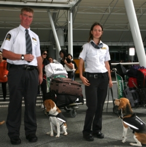 New dog teams at Christchurch  