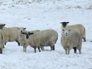 Caring for livestock in wild winter weather