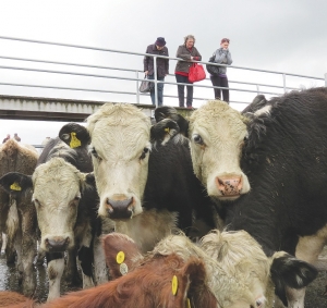 Genome project flags higher production