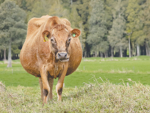 Providing the right environment for calving gives the best outcome for calves and dams.