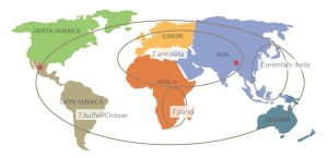 Industry tackles theileria