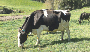 The scheme will use genomic screening to provide farmers with elite Holstein Friesian bulls for artificial breeding.