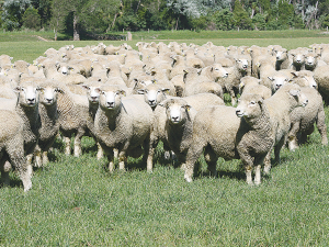Beef + Lamb NZ launches survey to understand facial eczema’s social impact