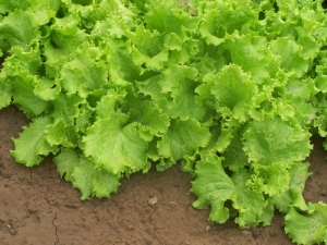 Countdown to Young Vege Grower final