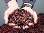 Waste to Treasure: Growing value in winery waste