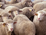 Sheep shearing has accounted for more than $3 million in injury claims to ACC over the past three years.