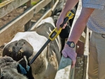 All cattle must be tagged and registered in the NAIT system.