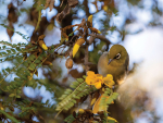 NZW Sustainability Report 2025