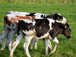 Eight newborn Friesian heifer calves were stolen from a roadside paddock at an Ermedale dairy farm.