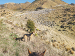 Marble Point Station in North Canterbury, where recent rain hasn’t been enough to trigger grass growth. Photo Credit: Marble Point Station
