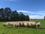 The Cool Sheep® Programme gives farmers the ability to identify and select low-methane rams for breeding.