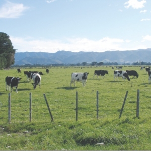 Brake on nitrate leaching, gives more pasture and reduces smell