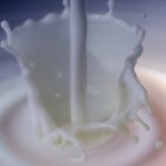  Skim milk dampens gout flares - study 