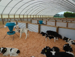 Calf Rearing Facilities: Housing, Spacing &amp; Hygiene Guide