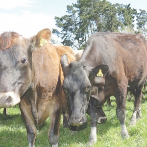 Nutrition’s role in controlling N pollution
