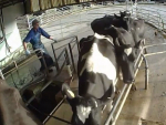Farmwatch released footage of a Northland sharemilker beating a cow with a steel pipe.