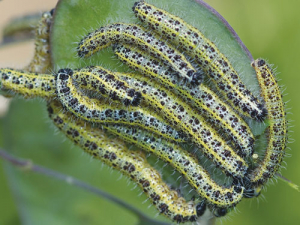 Great White Butterfly caterpillars.