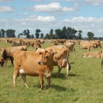 Jersey herd.