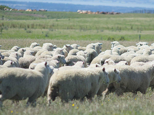 A South Canterbury farmer was fined $17,500 for starving and ill-treating his sheep.