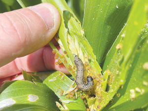 Fall armyworm survives NZ winter, defying early pest assessments