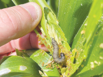 Fall armyworm survives NZ winter, defying early pest assessments