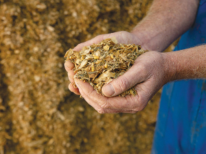 Selecting maize silage hybrid