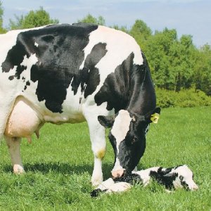  Stock rearing key to six week in calf rate  