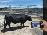 NZ Startup Scanabull Revolutionises Cattle Weighing
